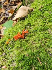 Agaricomycotina