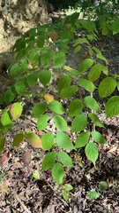 Aralia spinosa