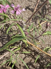 Palafoxia sphacelata