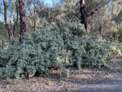 Atriplex lindleyi
