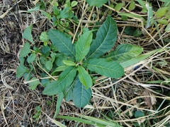 Petiveria alliacea