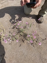 Palafoxia sphacelata