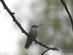 Lampornis clemenciae