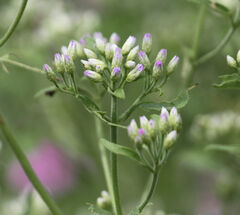 Chromolaena odorata