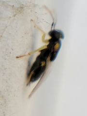 Encyrtinae