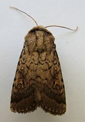 Proteuxoa tetronycha