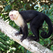 Central American White-faced Capuchin - Photo (c) Joshua Eastlake, some rights reserved (CC BY-NC), uploaded by Joshua Eastlake
