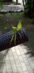 Stagmatoptera