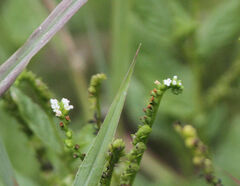 Heliotropium angiospermum