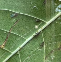 Sarucallis kahawaluokalani