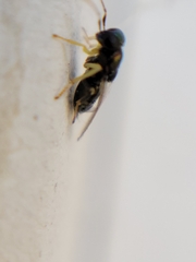 Encyrtinae