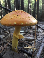 Amanita flavoconia