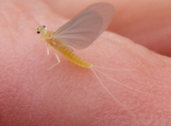 Ephemerella dorothea