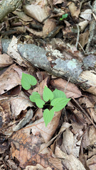 Dioscorea villosa