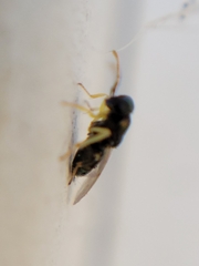 Encyrtinae