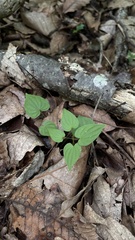 Dioscorea villosa
