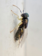 Encyrtinae