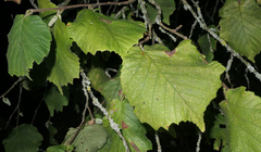 Corylus avellana
