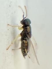 Encyrtinae