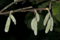 Corylus avellana
