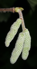 Corylus avellana