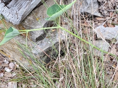 Cucurbita foetidissima