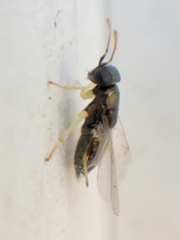 Encyrtinae
