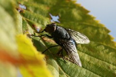 Calliphora vicina