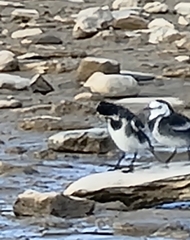 Motacilla alba yarrellii
