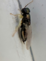 Encyrtinae
