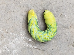Acherontia