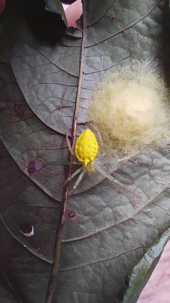 Alpaida citrina