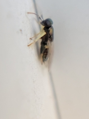 Encyrtinae