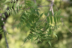 Juglans major