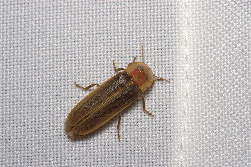 Mediterranean Pale Glow-worm, photo 3 of 10