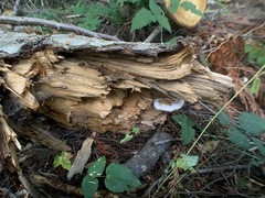 Pleurotus populinus