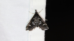 Diasemiodes janassialis