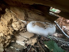 Pleurotus populinus