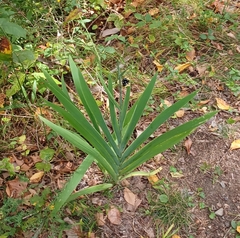 Iris domestica