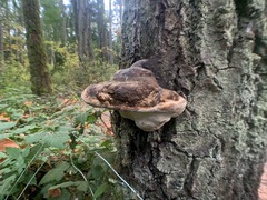 Fomes excavatus
