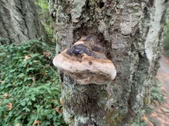 Fomes excavatus