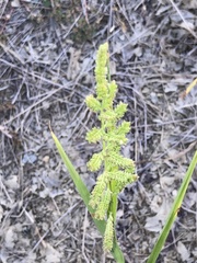 Echinochloa colona