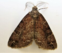 Pseudocoremia productata