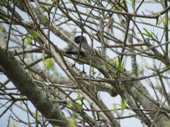 Microspingus melanoleucus