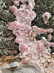 Phlebiopsis crassa