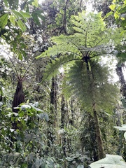 Cyatheaceae