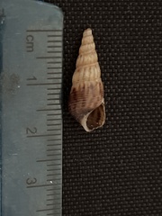 Melanoides tuberculata