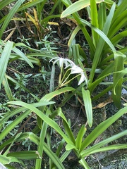 Crinum