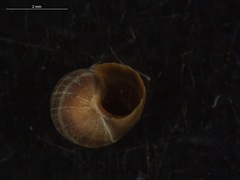 Littorina