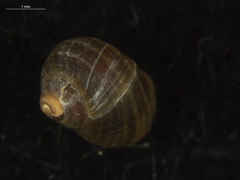 Littorina